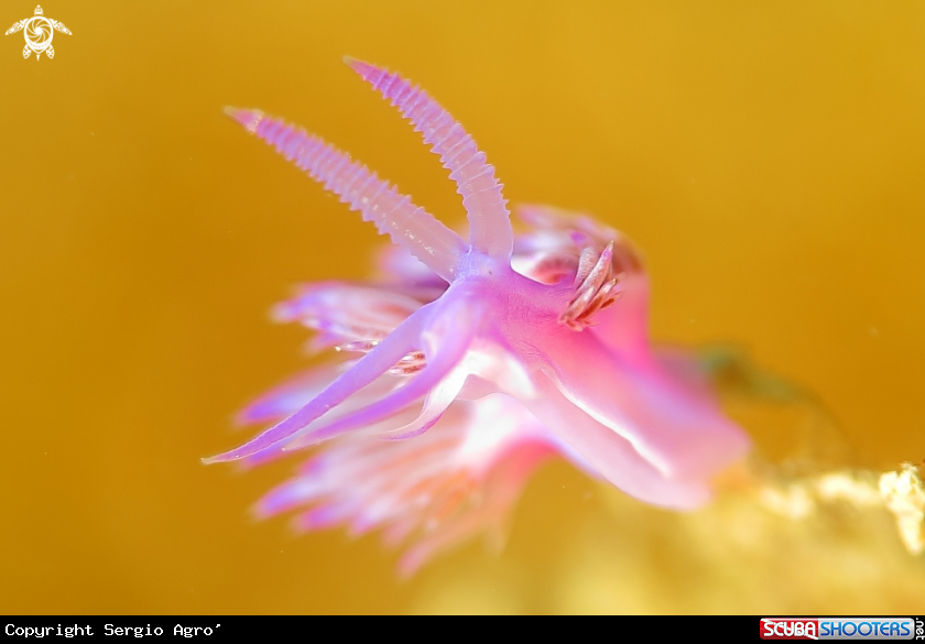 A Flabellina