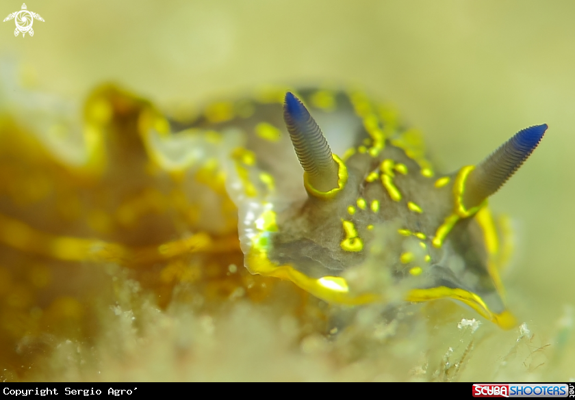 A Nudibranco