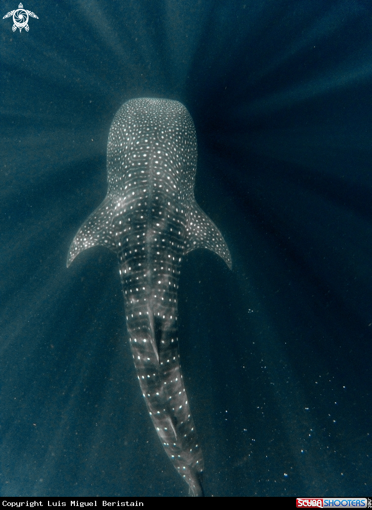 A Rhincodon typus