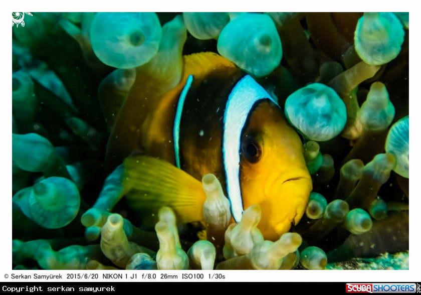 A anemon fish