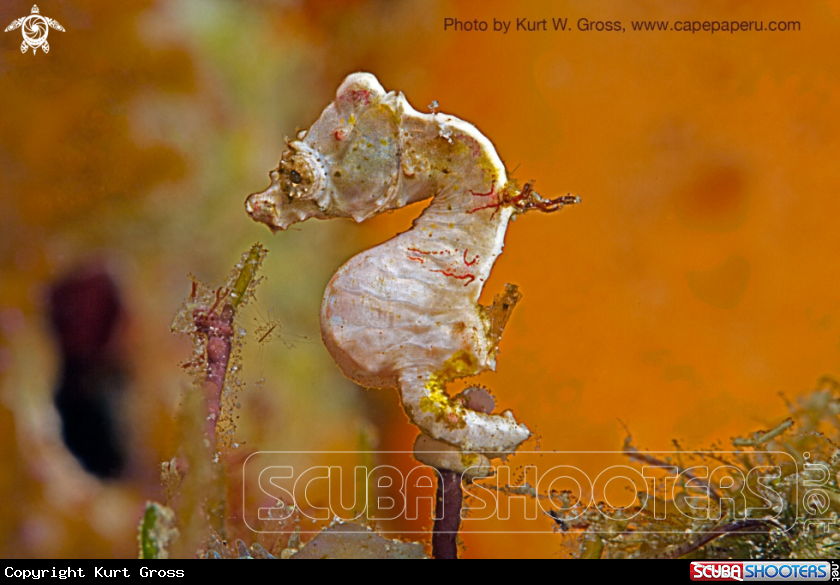 A pontohi Seahorse