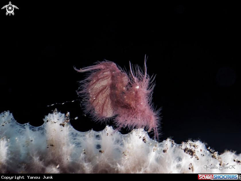 A Hairy Shrimp