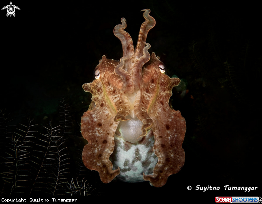 A Cuttlefish