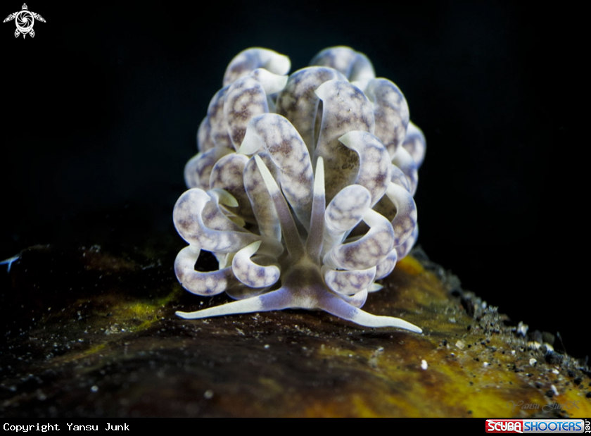 A Phyllodesmium