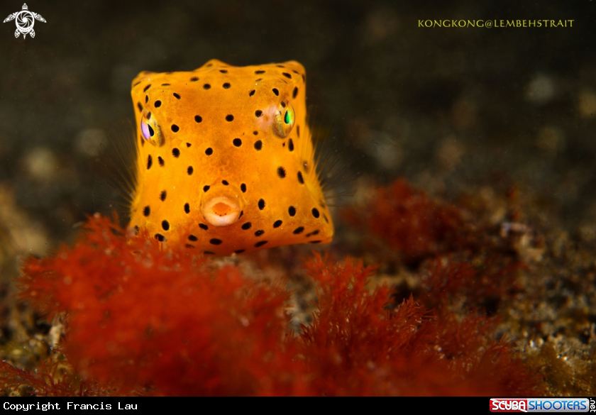 A Box fish