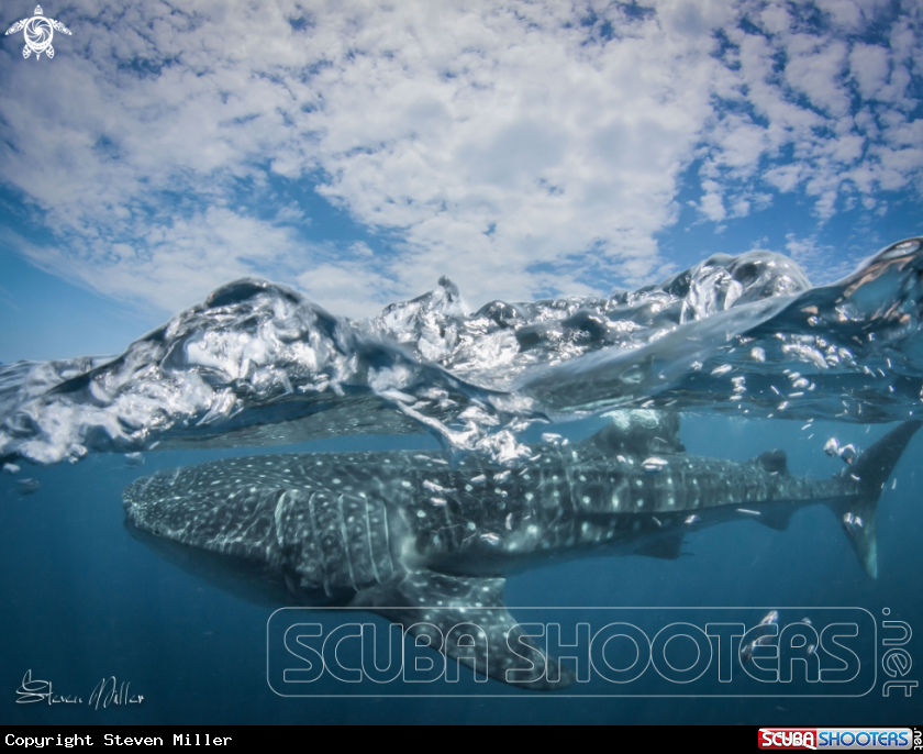 A Whaleshark
