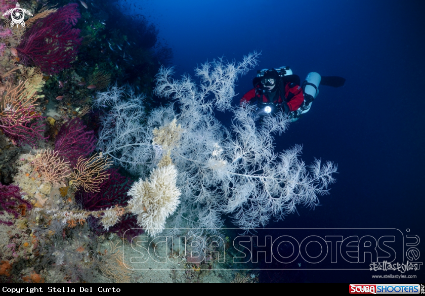 A Black coral