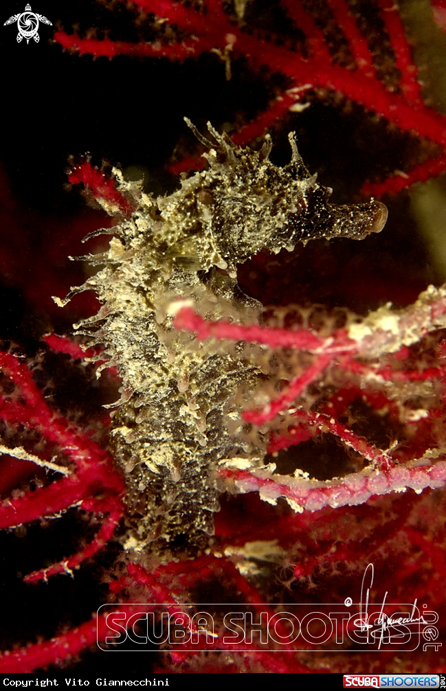A Cavalluccio