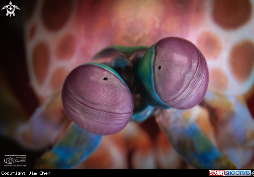 A Mantis Shrimp