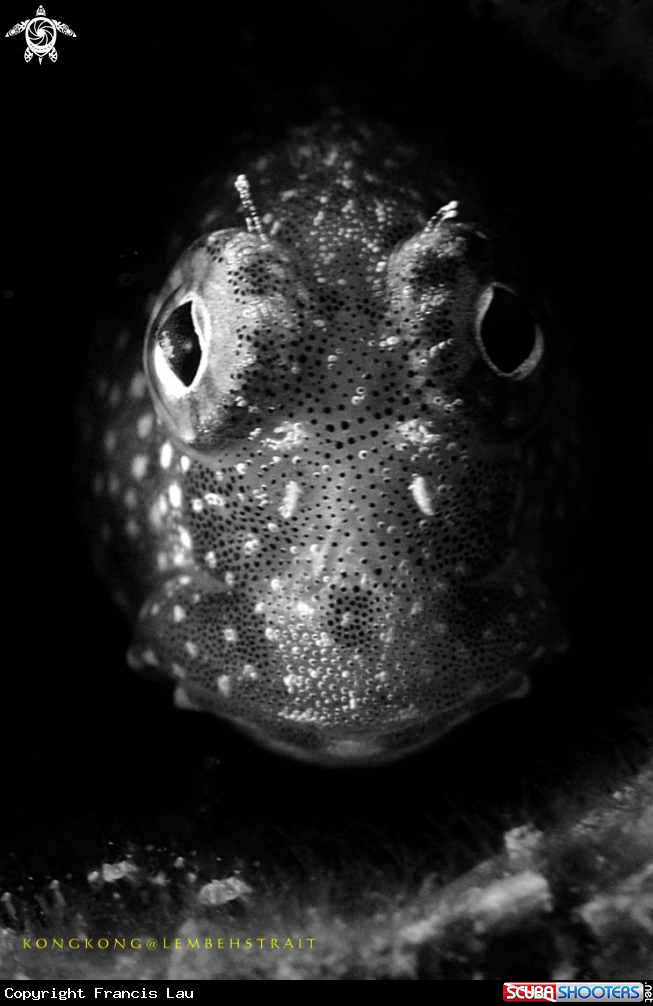 A Blenny