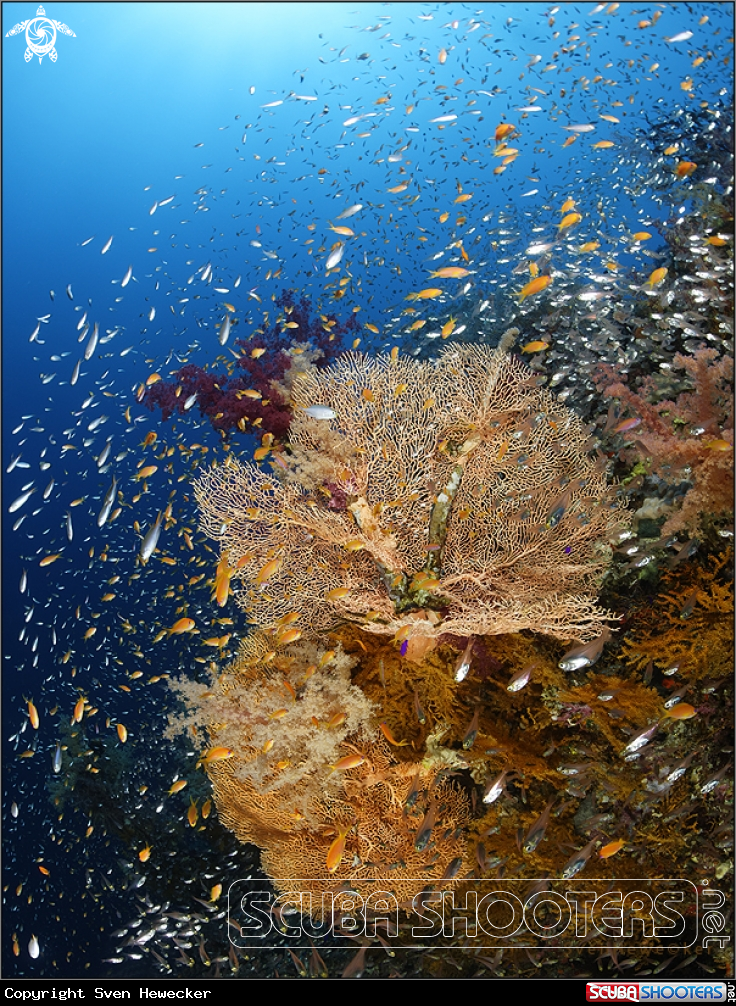 A marine life