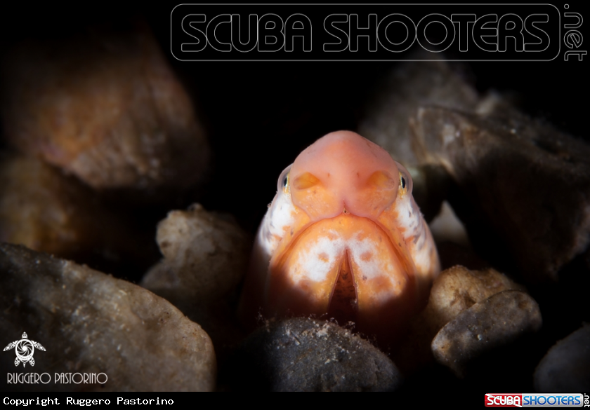 A Snake eel