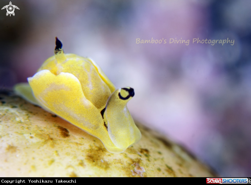 A underwater creature
