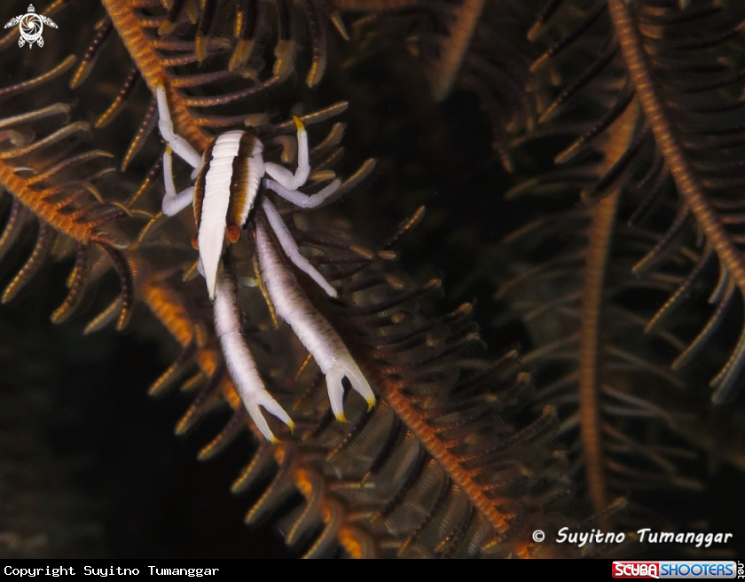 A Squat lobster