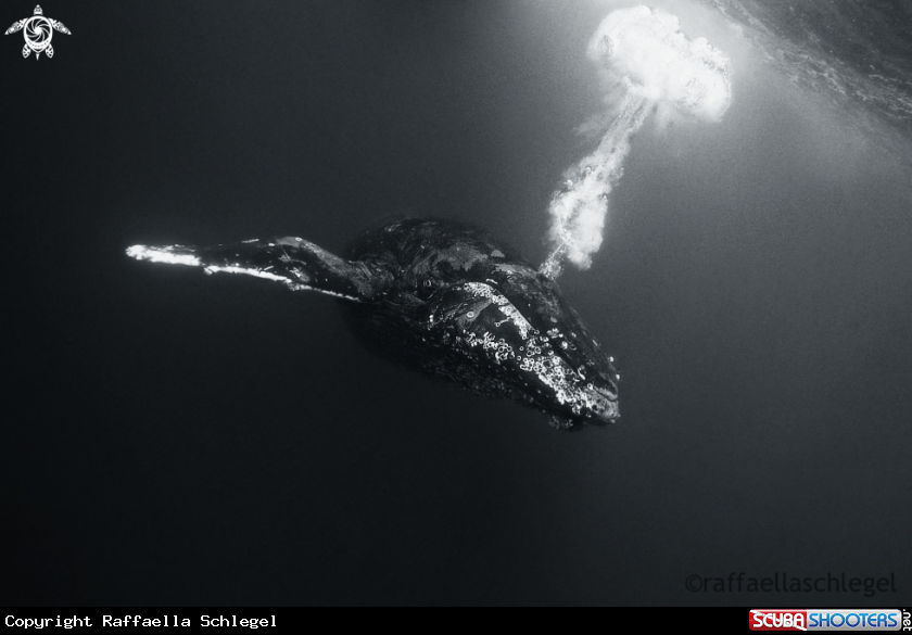 A Humpback Whale 