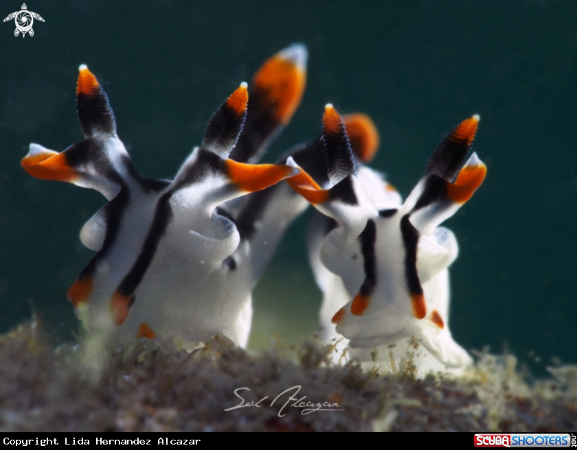 A Nudibranch