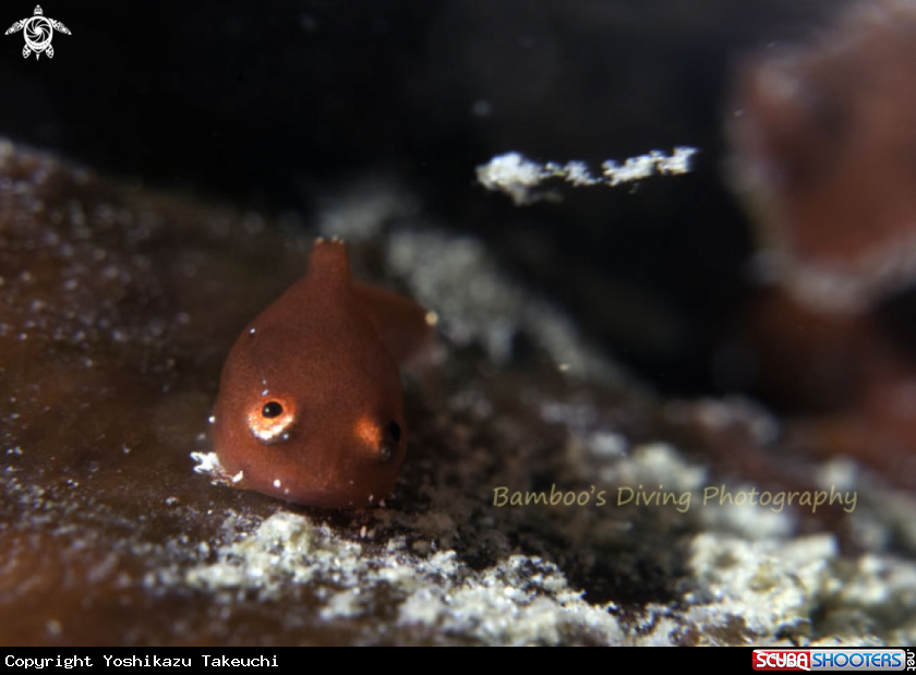 A underwater creature