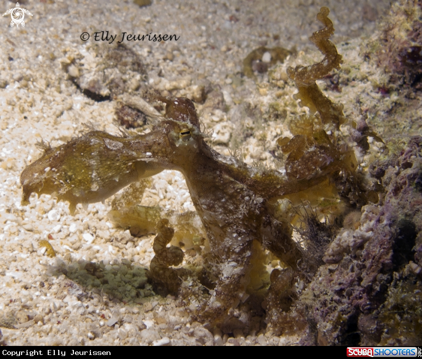 A Octopus
