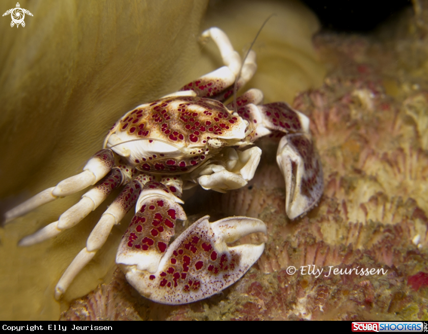 A Porcelain Crab