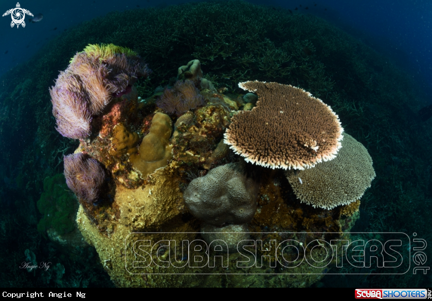 A Coral