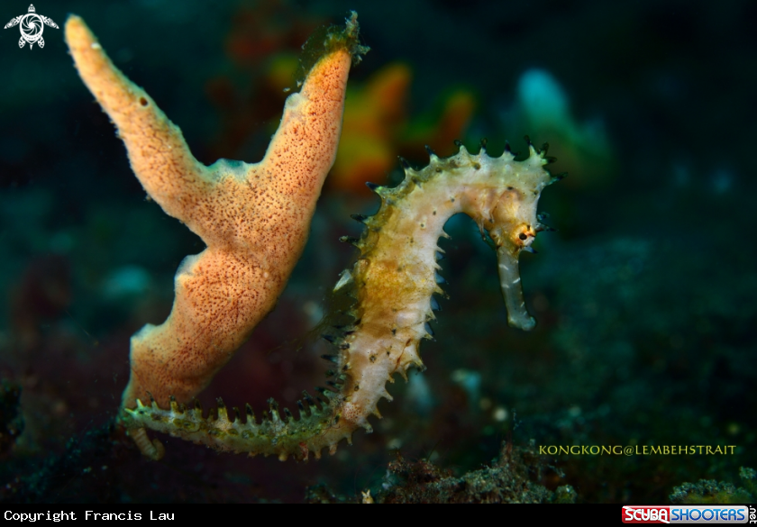 A Seahorse