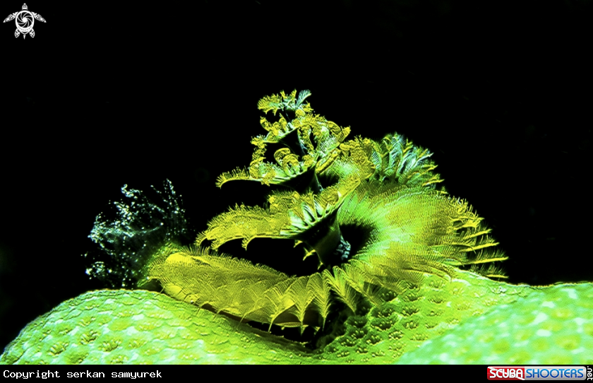 A Christmas Tree worm