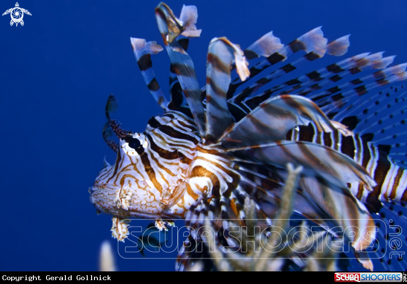 A Lion Fish
