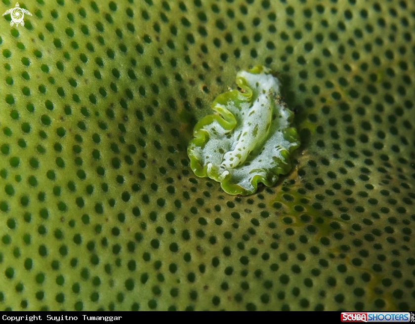 A Flatworm
