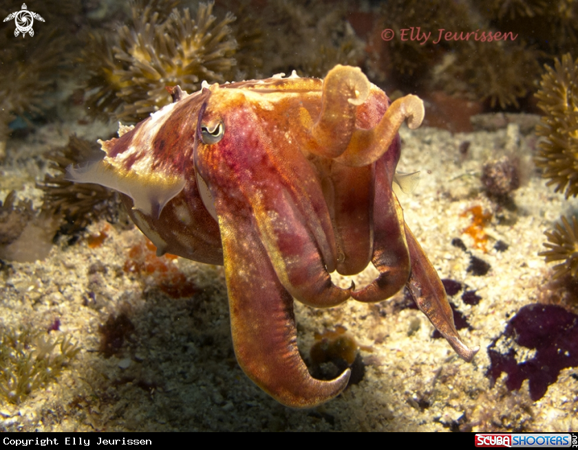 A Cuttlefish