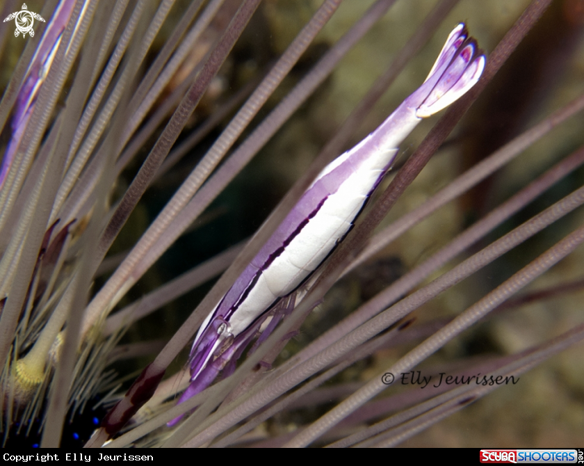 A Purple Urchin Shrimp