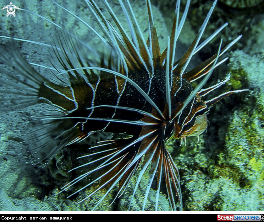 A Lion Fish