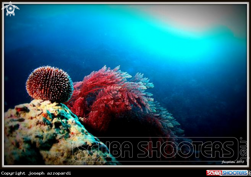 A underwater creature