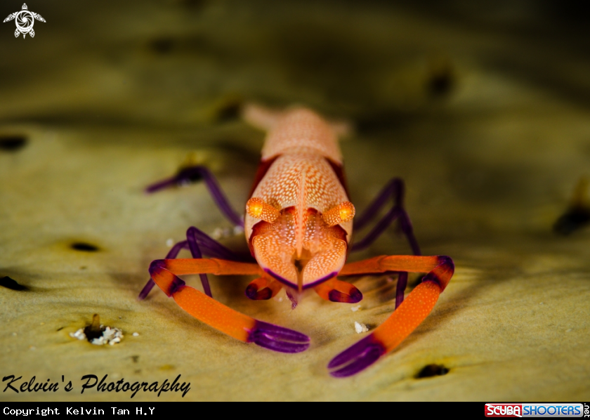 A Emperor shrimp