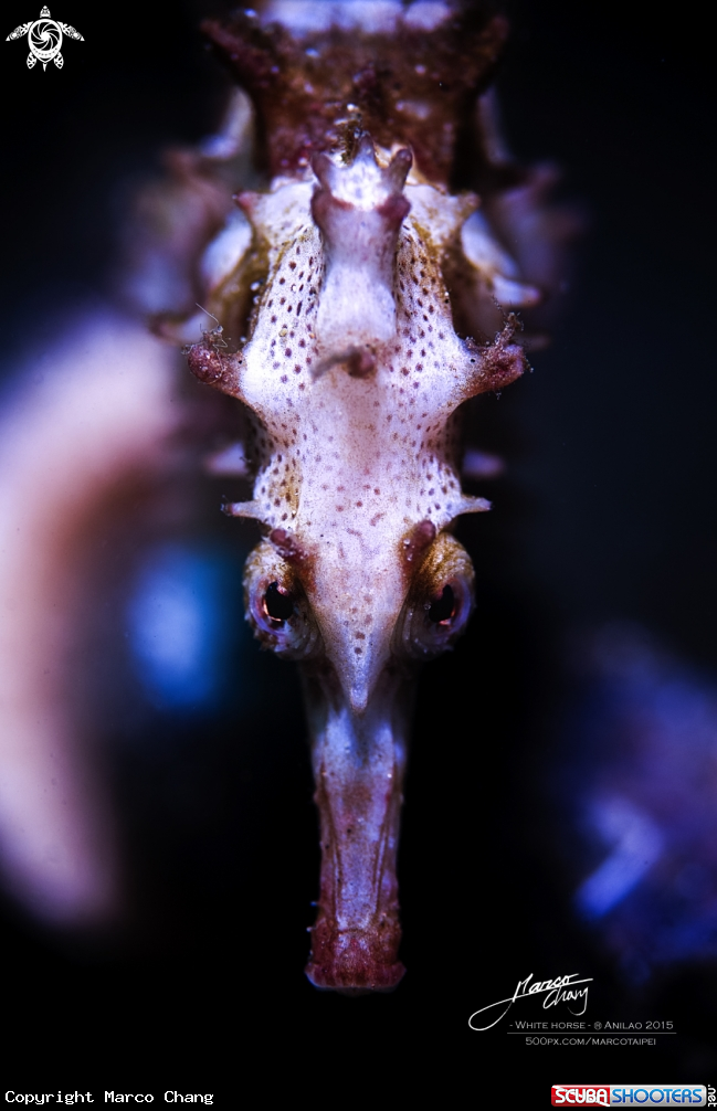 A seahorse