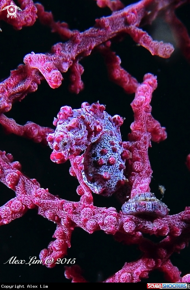 A Pygmy seahorse (Hippocampus bargibanti)