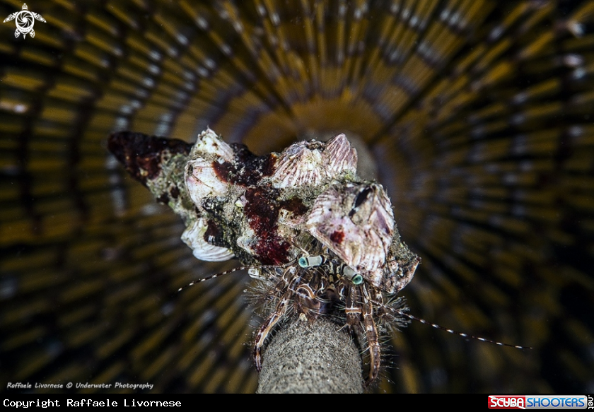 A Hermit crab