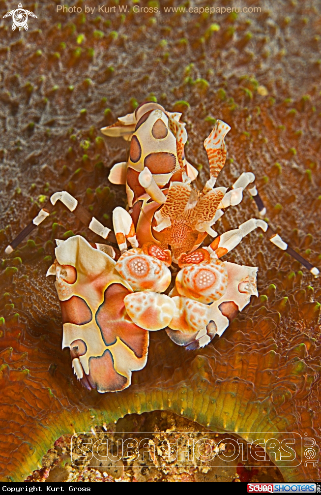 A Harlekin Shrimp