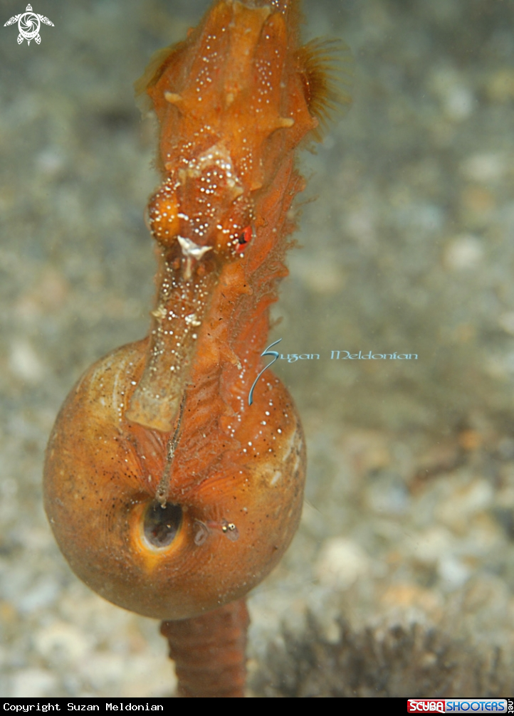 A Seahorse