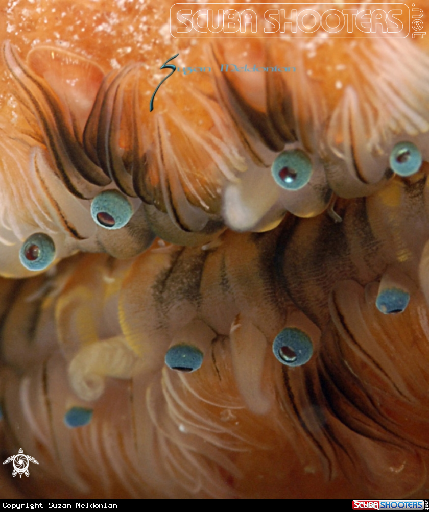 A Scallop