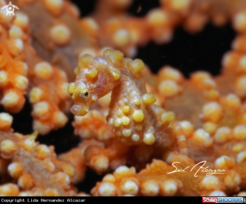 A pygmy seahorse