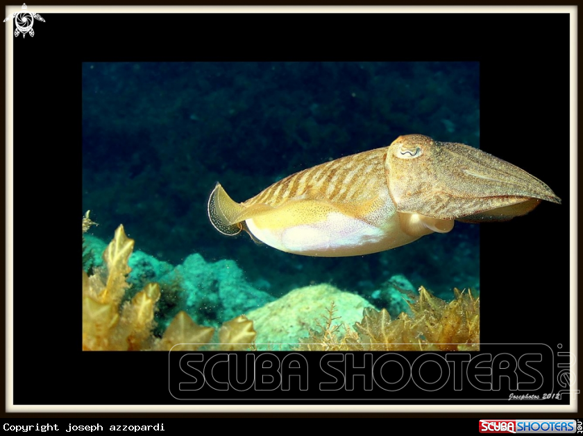A cuttlefish