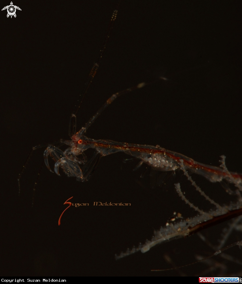 A Skeleton Shrimp