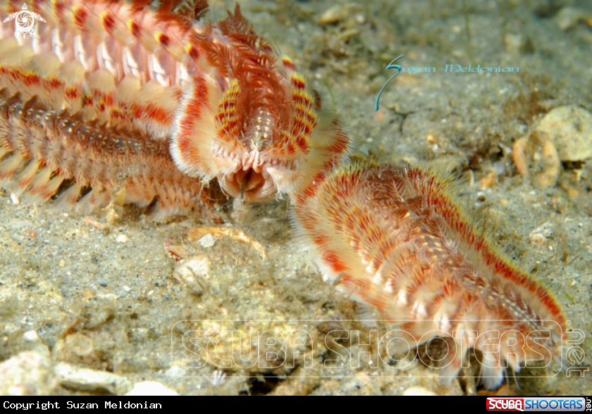 A 2 Fireworms spitting