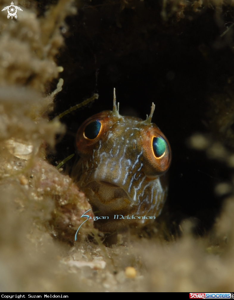 A Seaweed Blenny