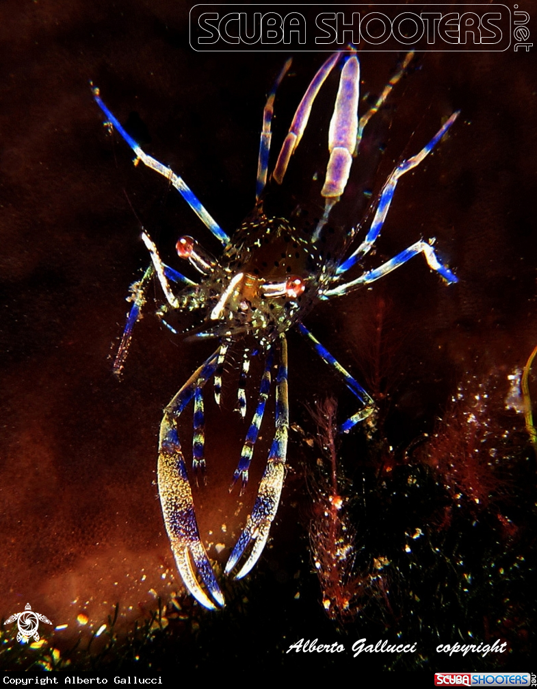 A underwater creature