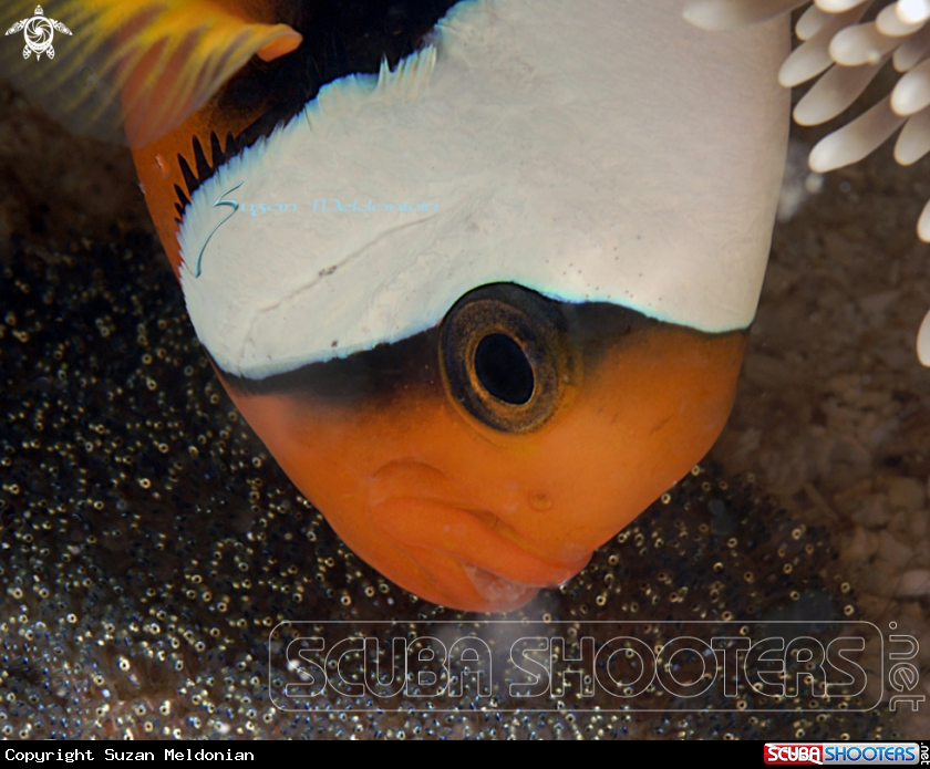 A Clown fish with eggs