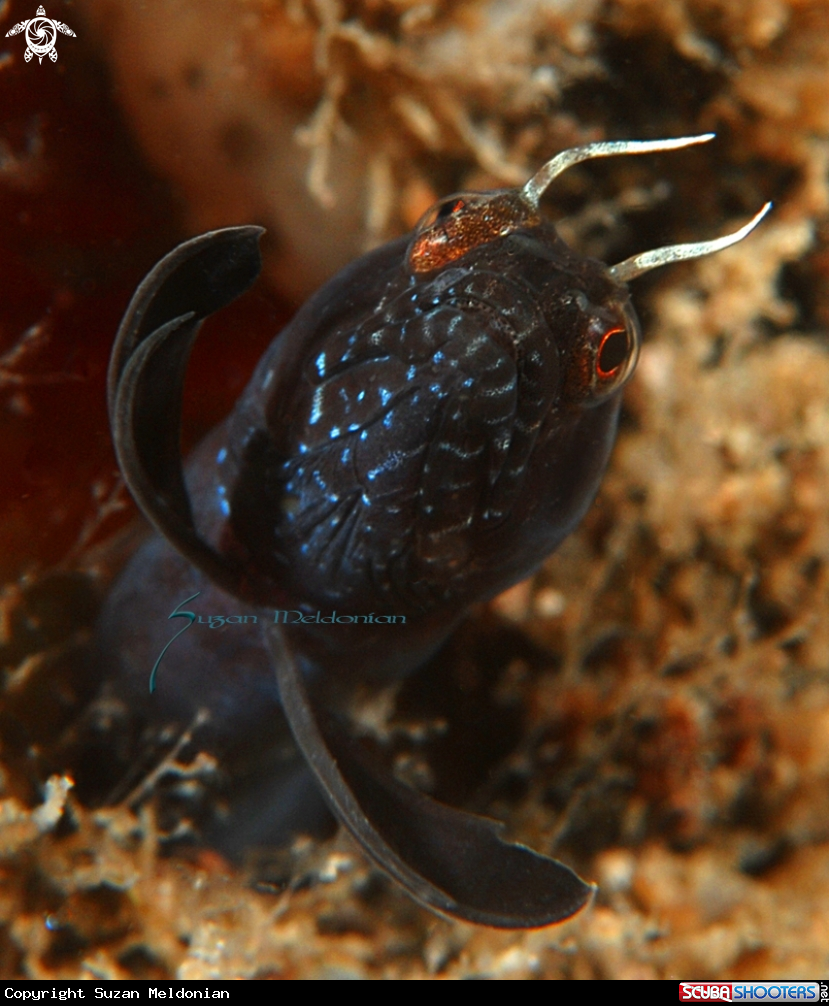 A Sailfin Blenny