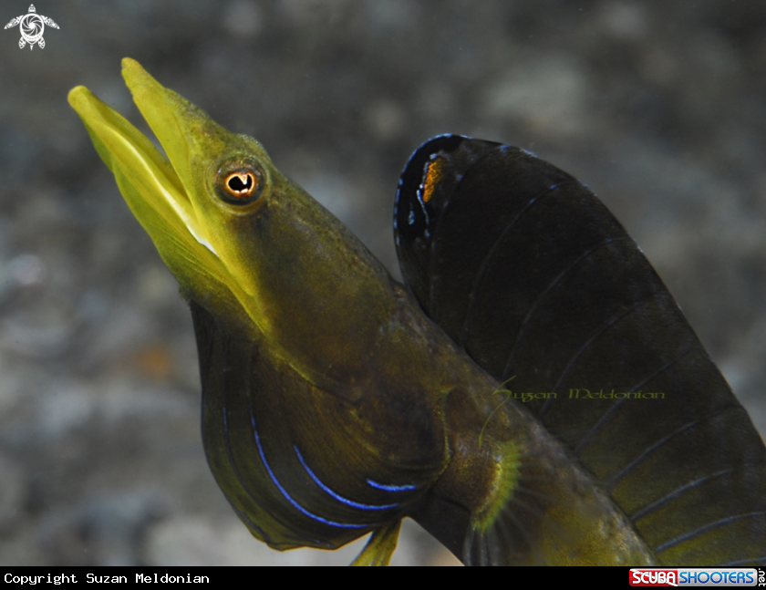 A Blue Throat Pike Blenny