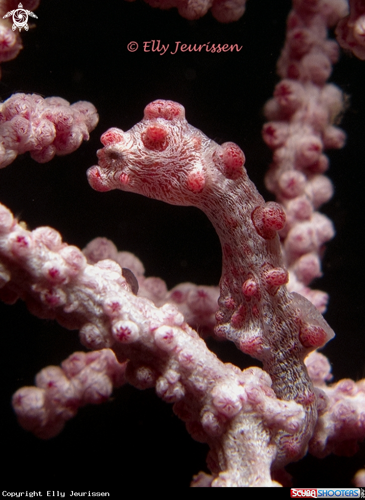A Pygmy Seahorse