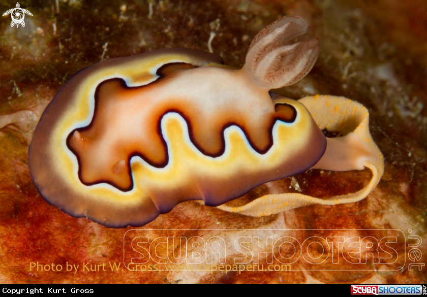 A Nudi